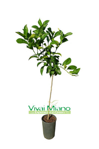 Citron Diamante Plant