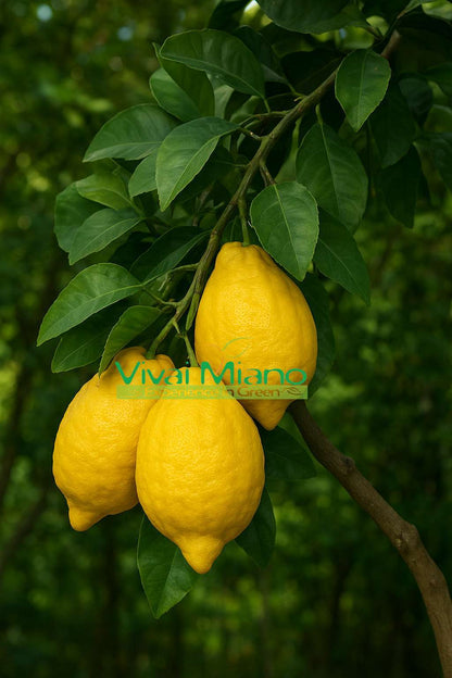 Citron Diamante Plant