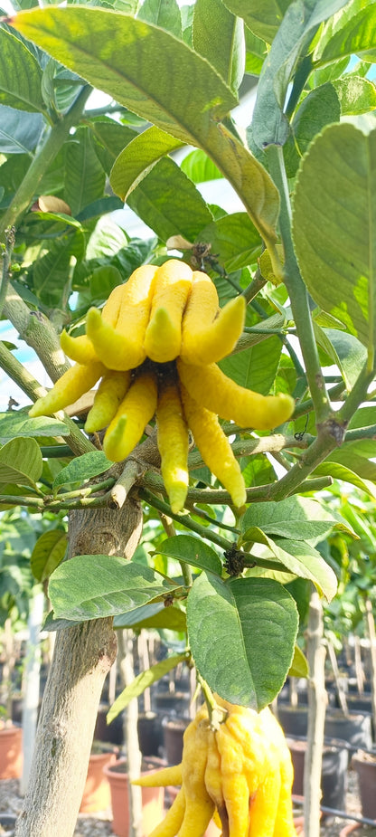 Buddha's Hand Citron Plant