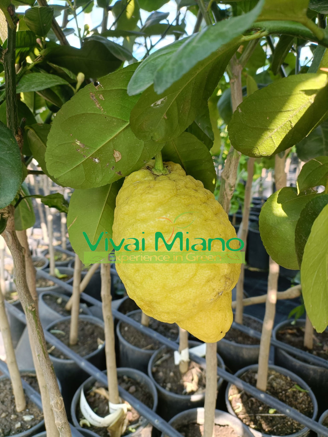 Maxima or Giant Citron plant