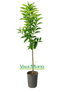 Hernandina Clementine Tree