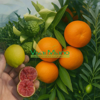 Rangpur Lime plant WITH FRUIT - Ø 20 Red pot