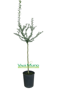 Red Finger Lime Plant