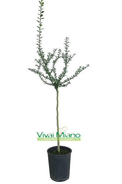 Red Finger Lime Plant