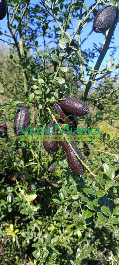 Red Finger Lime Plant (Bush - 35 cm pot)