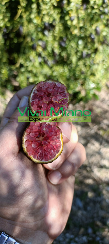 Red Finger Lime Plant (Bush - 35 cm pot)