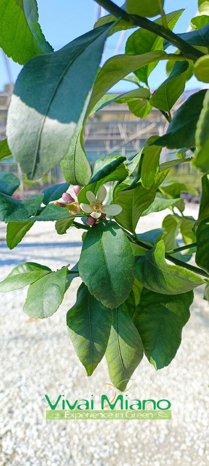 Lemon Plant (pot - 35)