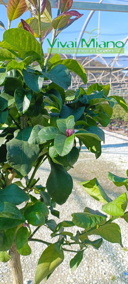 Lemon Plant (pot - 35)