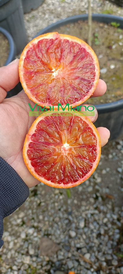 Tarocco Orange "Loquat Leaf" Plant