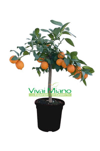 Rangpur Red Lime Plant (pot - 20) with fruit