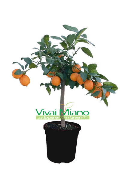 Rangpur Red Lime Plant (pot - 20) with fruit