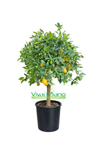 Limequat Plant (pot 24 - Bush)