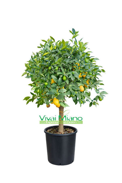 Limequat Plant (pot 24 - Bush)