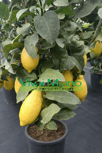 Lunario Lemon Plant "4 Seasons" (pot - 20)