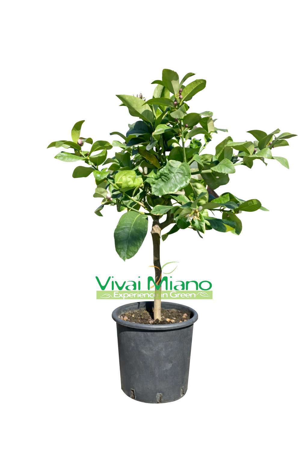 Variegated Lemon Tree (pot - 20)
