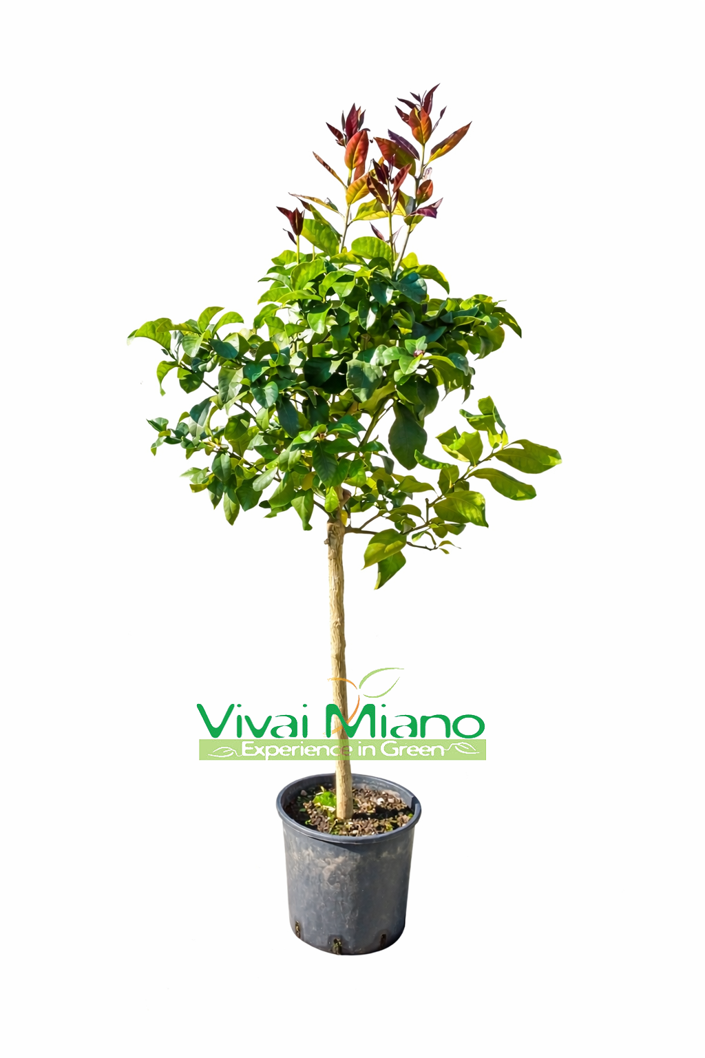 Lemon Plant (pot - 24)