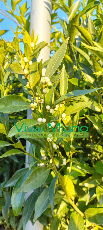 Mandarin Plant (pot - 24)