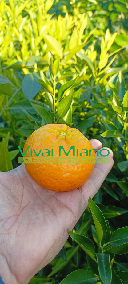 Mandarin Plant (pot - 24)