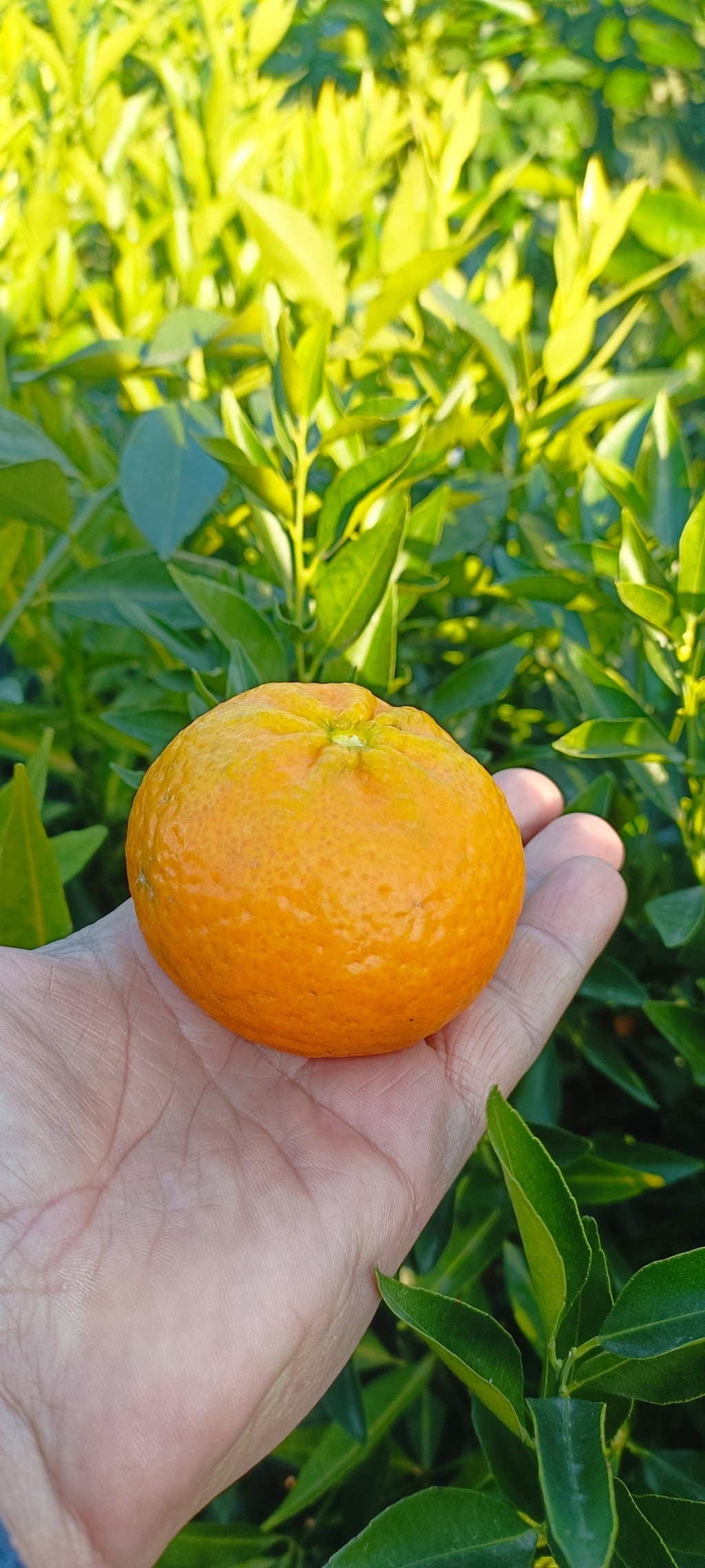 Mandarin Plant (Bush - 35 pot)