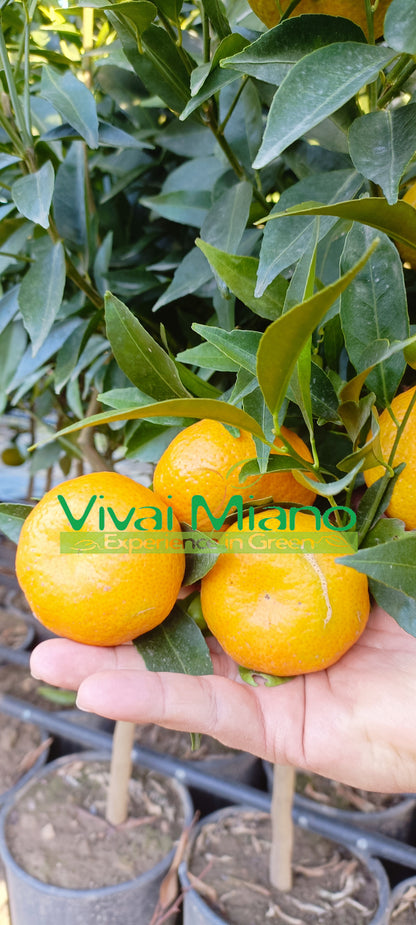 Mandarin Plant (pot - 24)