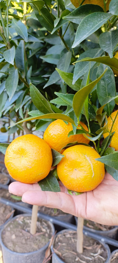 Tangerine Plant (pot - 20)