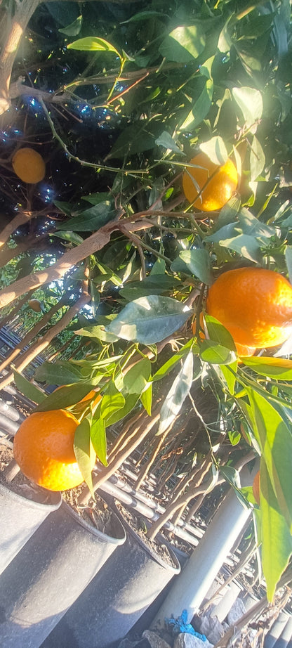 Tangerine Plant (pot - 20)