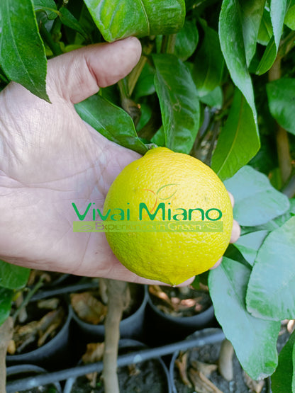 Bergamot plant (pot - 24)