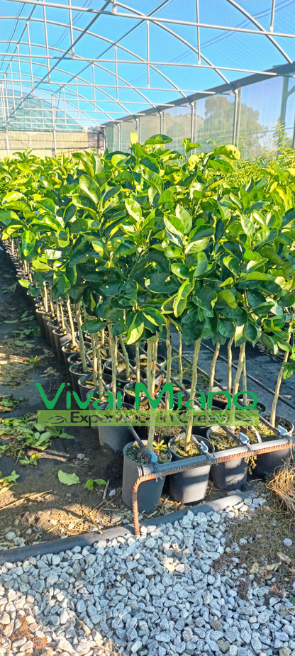 Lane Late Orange Tree