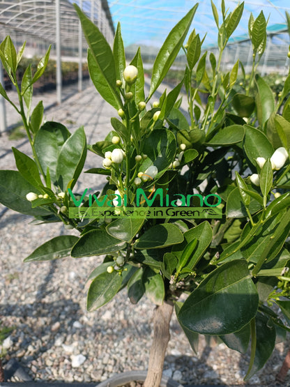 Late Navel Orange Tree (pot - 20)