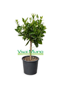 Late Navel Orange Tree (pot - 20)