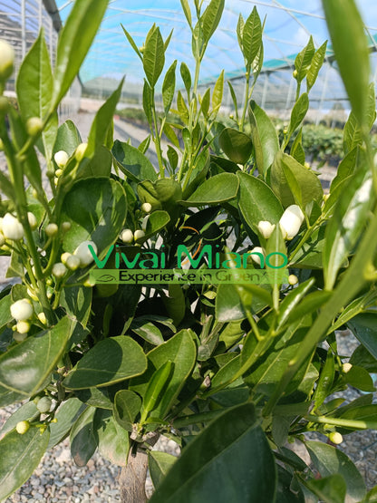 Late Navel Orange Tree (pot - 20)