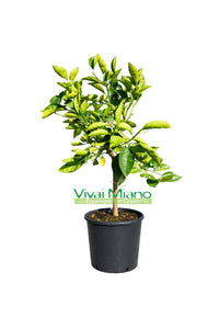 Tarocco Lempso Orange Plant (24cm pot - Bush)