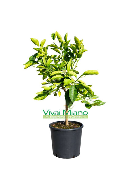 Tarocco Lempso Orange Plant (24cm pot - Bush)