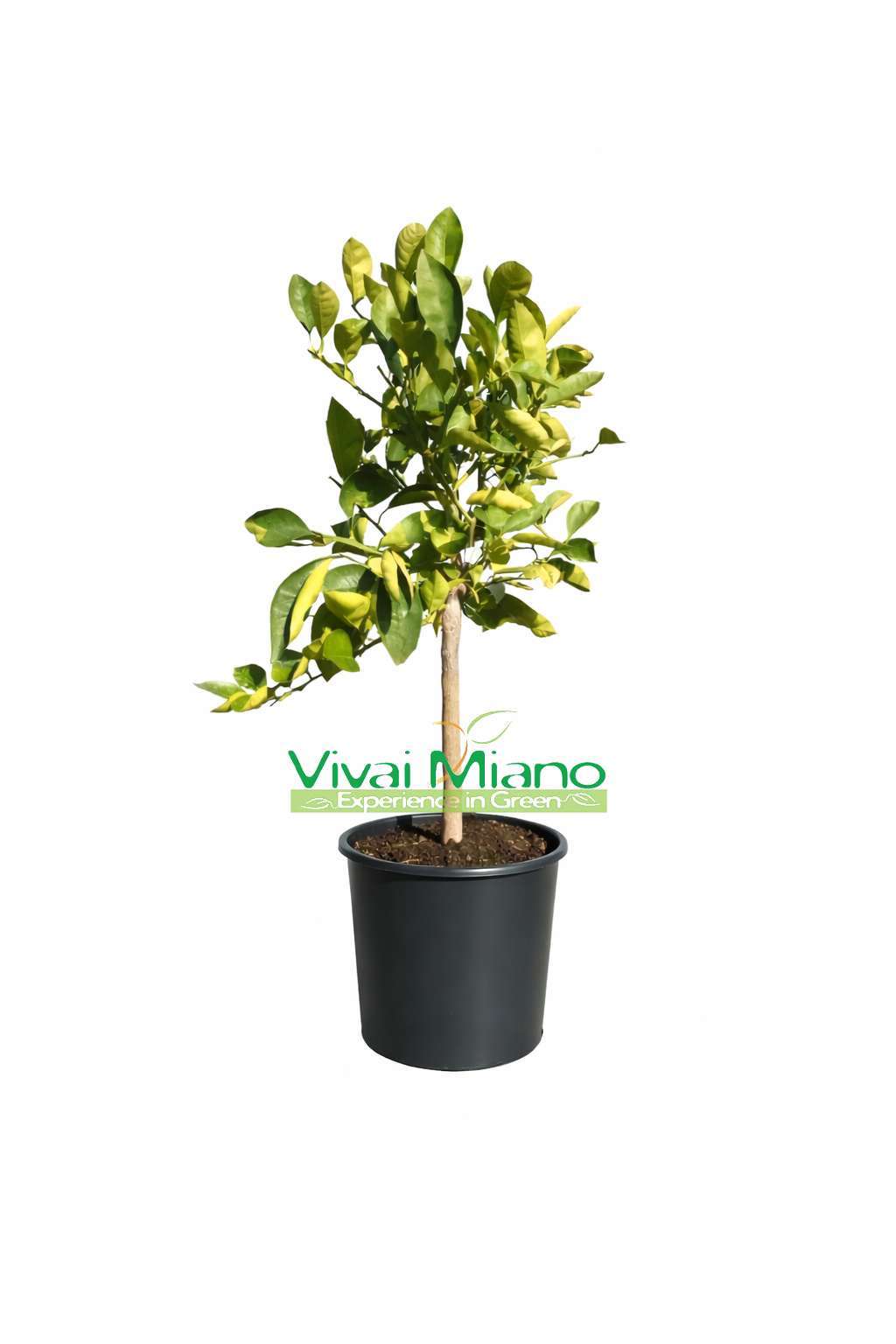 Tarocco Lempso Orange Plant (24cm pot - Bush)