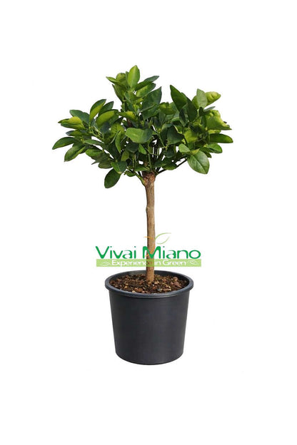 Washington Navel Orange Tree (pot - 20)