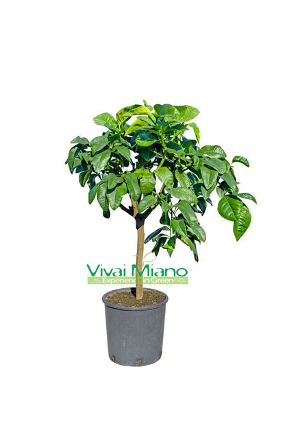 Bergamot Plant (pot - 20)