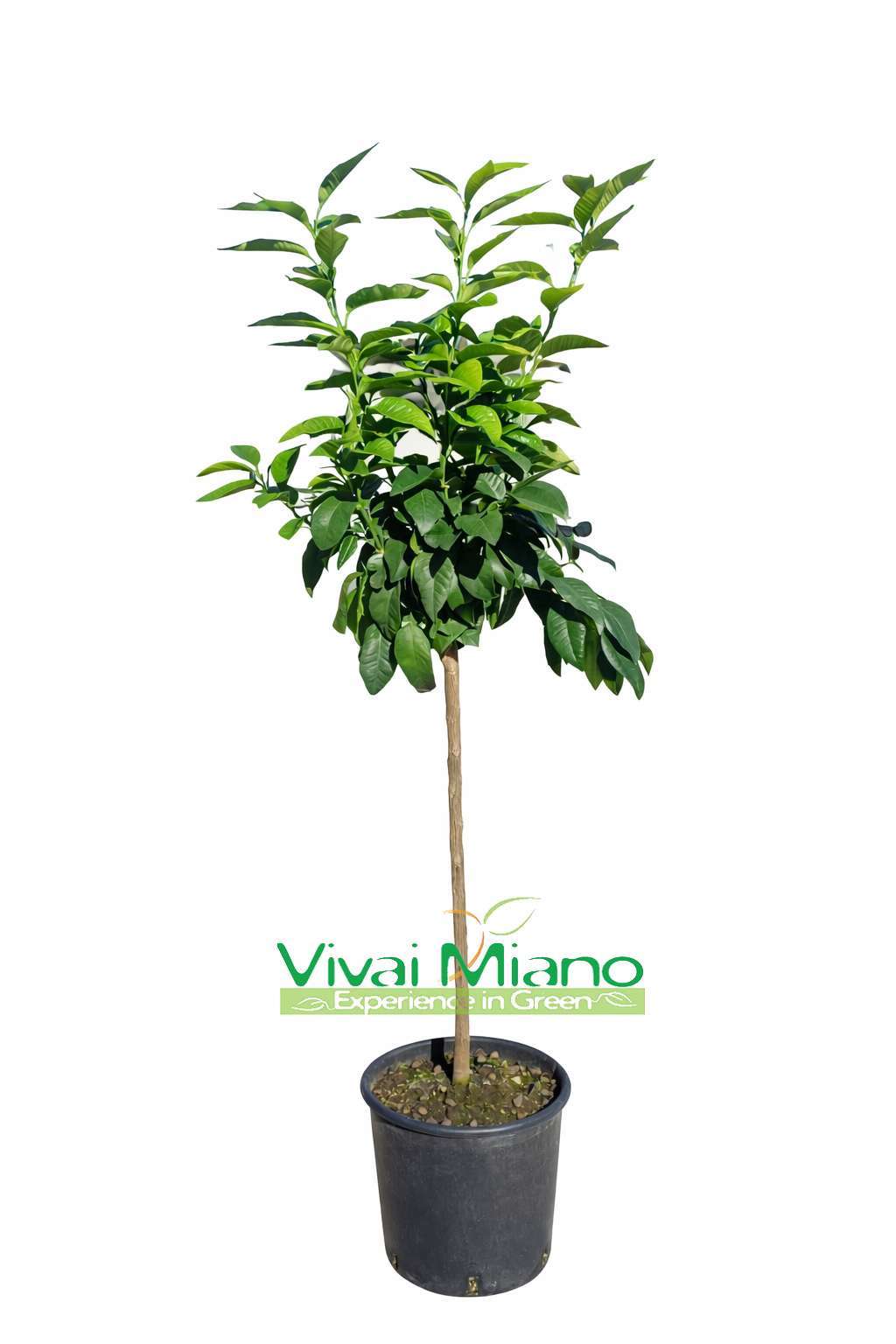Bergamot plant (pot - 24)