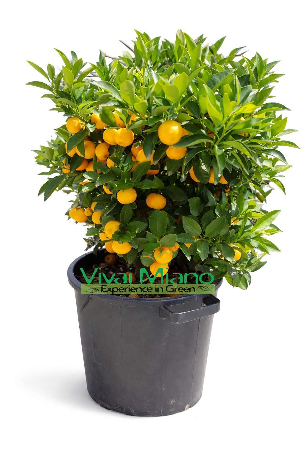 Calamondin Plant (Bush - 35cm pot)