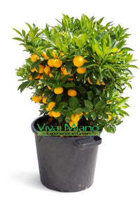 Calamondin Plant (Bush - 35cm pot)