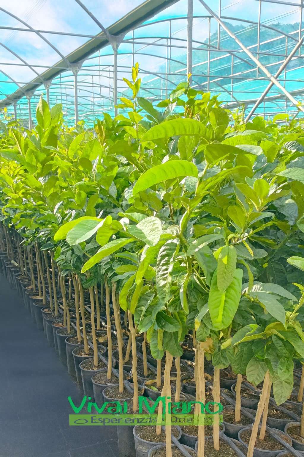 Buddha's Hand Citron Plant