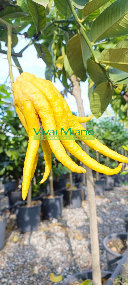 Buddha's Hand Citron Plant (pot - 20)
