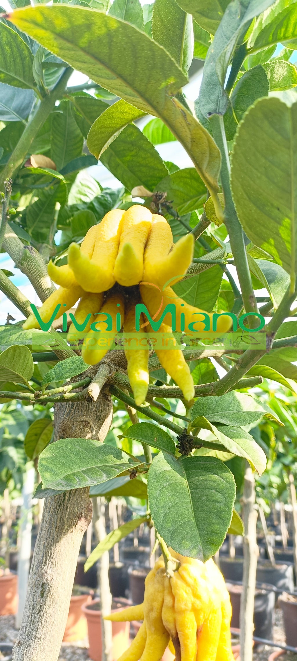 Buddha's Hand Citron Plant (pot - 20)