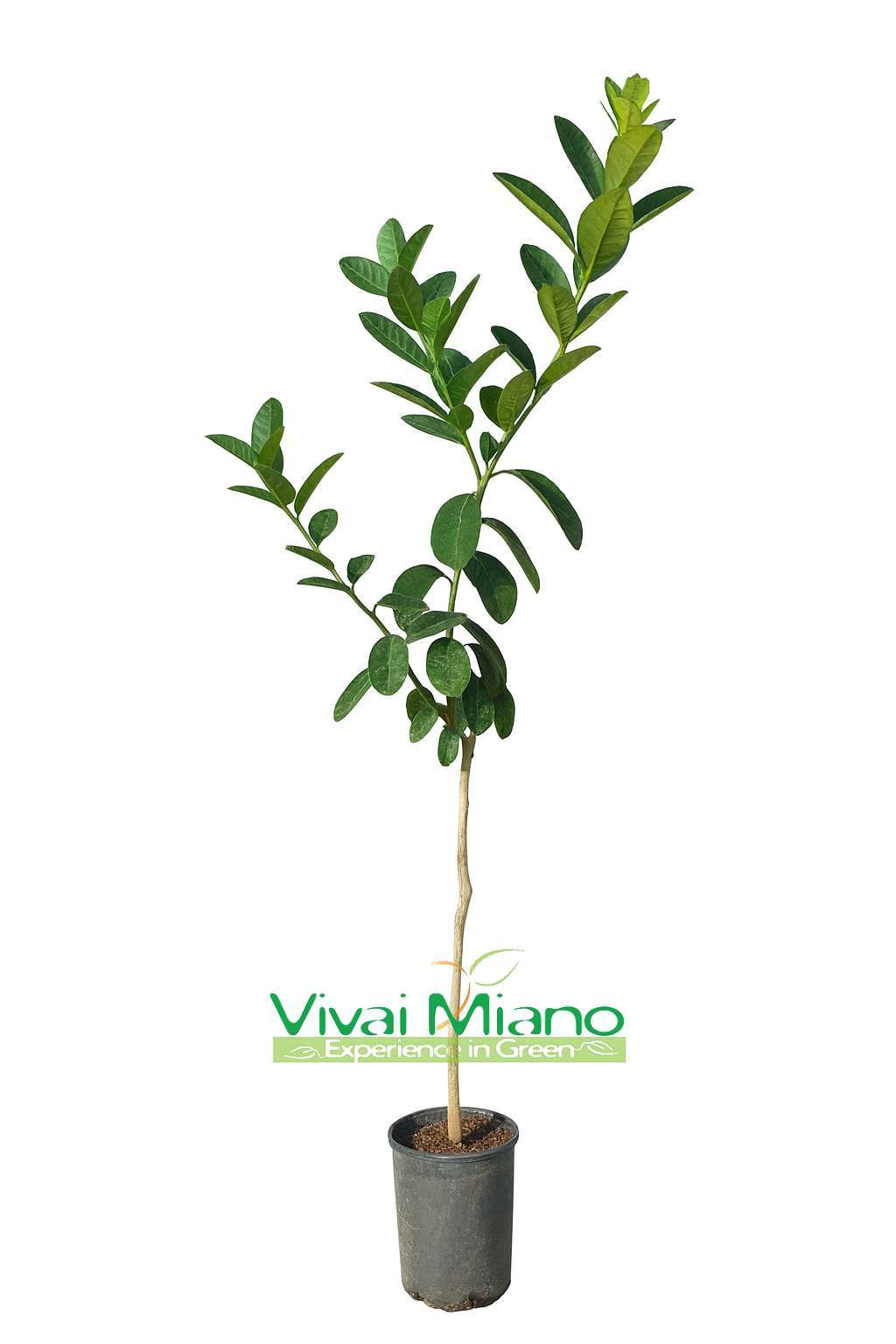 Buddha's Hand Citron Plant