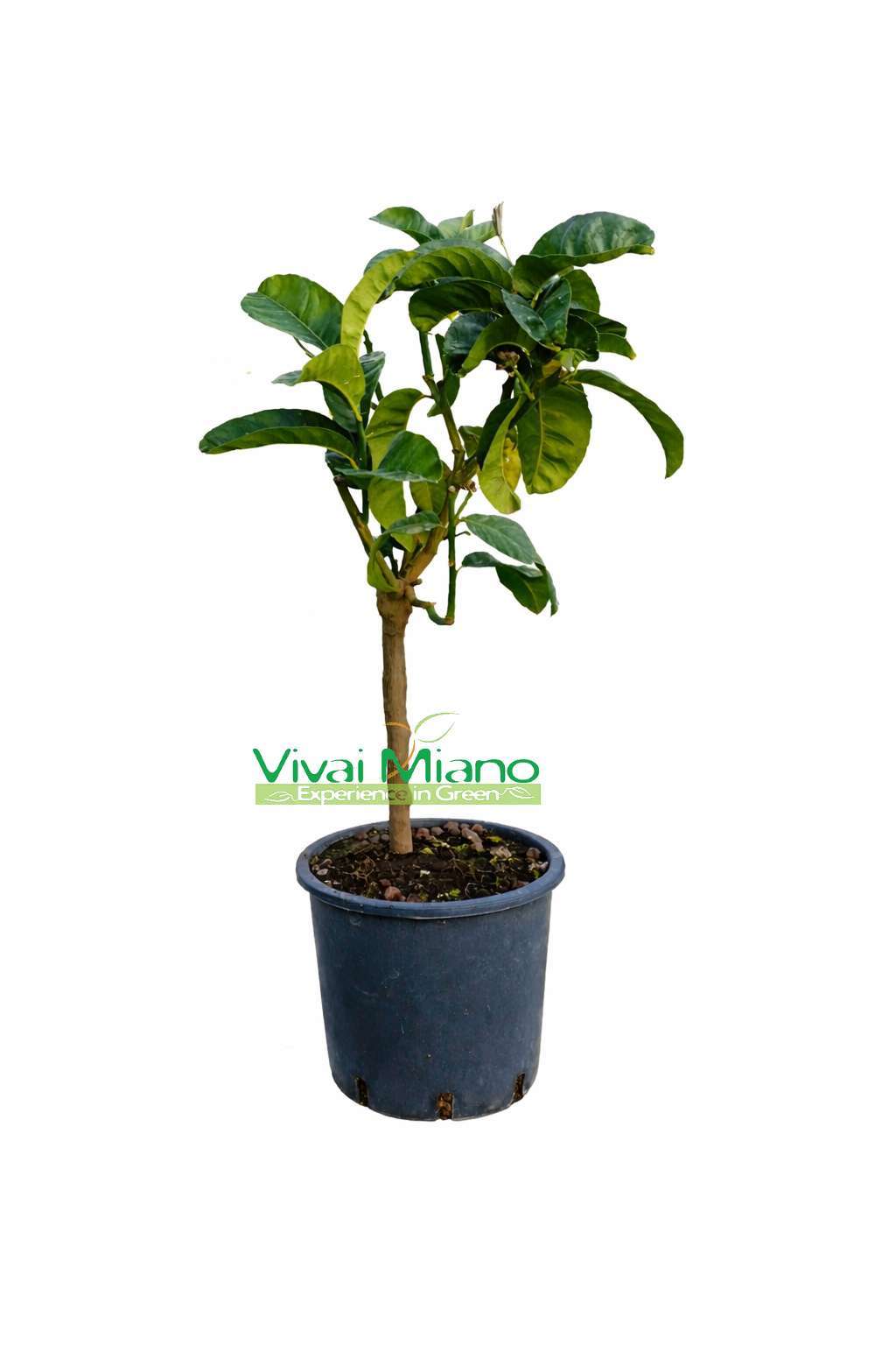 Buddha's Hand Citron Plant (pot - 20)