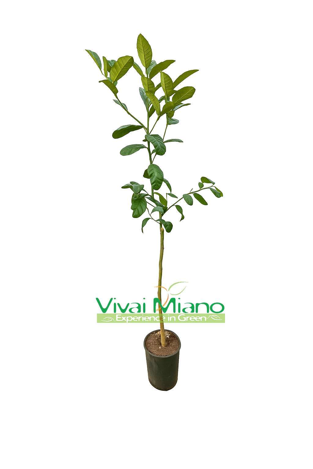 Maxima or Giant Citron plant