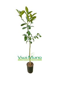 Maxima or Giant Citron plant