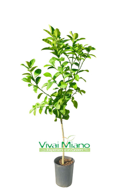 Cedro Piretto plant