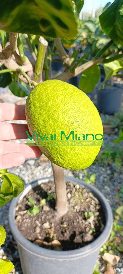 Cedro Piretto plant