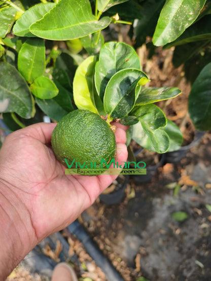 Pianta di Cedro Pompia