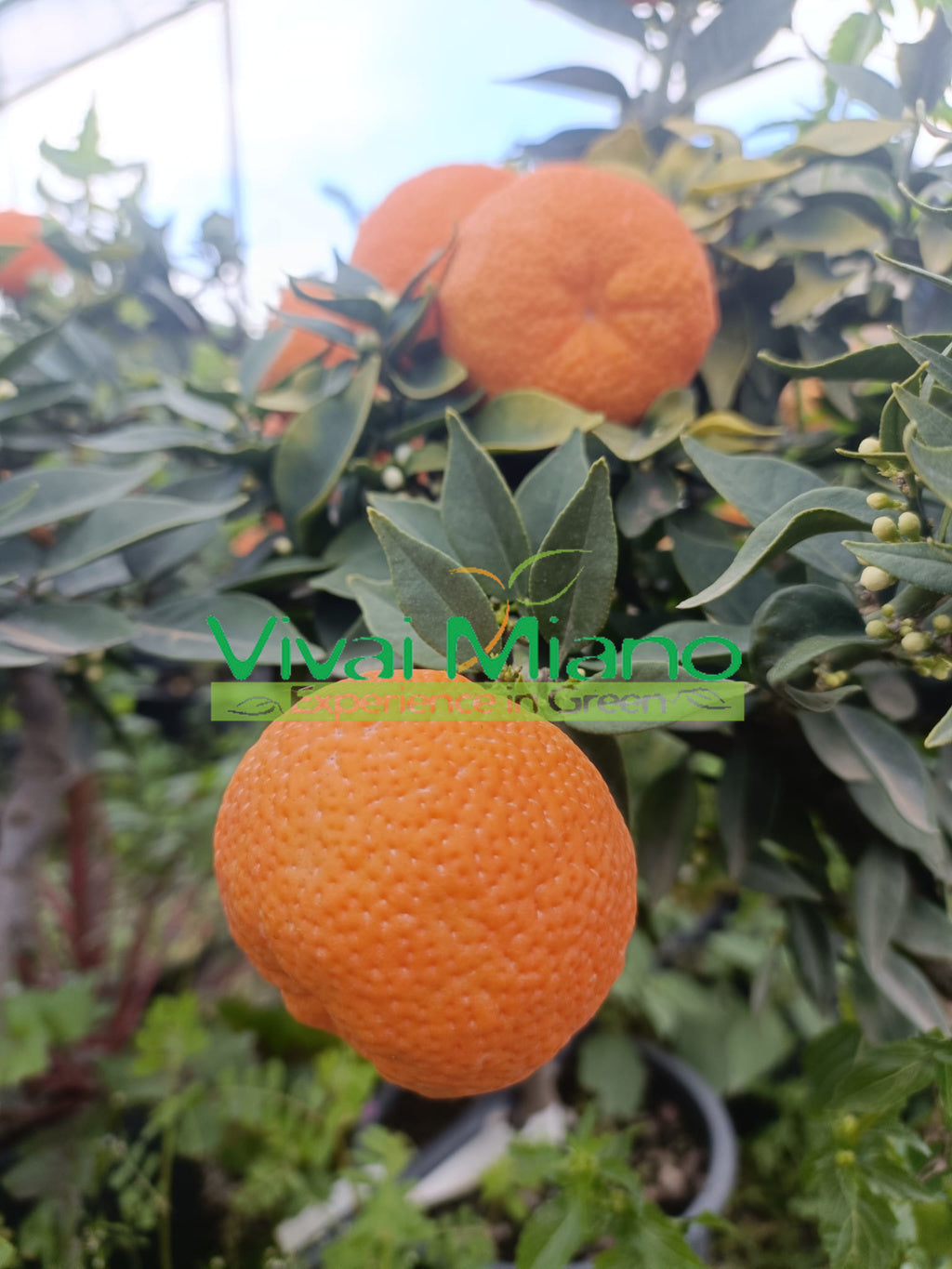 Chinotto Tree (pot - 20)